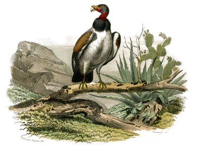 Tavola di storia naturale: Tavola zoologica che rappresenta uccelli rapaci notturni. Il piccolo avvoltoio. Tavola tratta dai nove volumi sugli uccelli in "Opere complete di Buffon" scritte dal naturalista Georges Louis Leclerc, Conte di Buffon (1707-1788)  da Edouard Travies