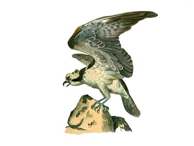 Tavola di storia naturale: tavola zoologica che rappresenta uccelli rapaci notturni. Il falco pescatore. Tavola tratta dai nove volumi sugli uccelli in "Opere complete di Buffon" scritte dal naturalista Georges Louis Leclerc, Conte di Buffon da Edouard Travies