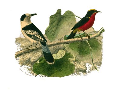 Tavola di storia naturale: tavola zoologica rappresentante uccelli rapaci notturni. Il vanga e il gonolek. Tavola tratta dai nove volumi sugli uccelli in 