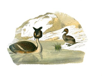 Storia naturale: Tavola zoologica rappresentante palme brachittere da Edouard Travies