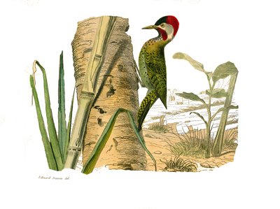 Storia naturale: Tavola zoologica rappresentante arrampicatori. Picchio striato di Cayenne. Tavola tratta dai nove volumi sugli uccelli in 