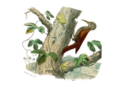 Tavola di Storia Naturale: Tavola zoologica che rappresenta arrampicatori. Il Picchio Arrampicatore. Tavola tratta dai nove volumi sugli uccelli in “Opere complete di Buffon” scritte dal naturalista Georges Louis Leclerc, Conte di Buffon (1707-1788) tra il da Edouard Travies