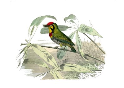 Tavola di storia naturale: tavola zoologica che rappresenta arrampicatori. Il barbutto ha una gola gialla. Tavola tratta dai nove volumi sugli uccelli in "Opere complete di Buffon" scritte dal naturalista Georges Louis Leclerc, Conte di Buffon da Edouard Travies