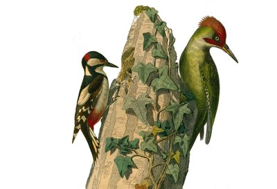 Tavola di storia naturale: Tavola zoologica che rappresenta i rampicanti. L