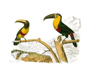 Tavola di storia naturale: Tavola zoologica che rappresenta arrampicatori. Il grigri aracari e il tucano dalla gola gialla. Tavola tratta dai nove volumi sugli uccelli in "Opere complete di Buffon" scritte dal naturalista Georges Louis Leclerc, Conte di Bu da Edouard Travies