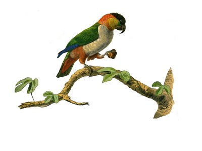 Tavola di storia naturale: Tavola zoologica che rappresenta arrampicatori. Il maipouri. Piatto tratto dai nove volumi sugli uccelli in "Opere complete di Buffon" scritte dal naturalista Georges Louis Leclerc, Conte di Buffon da Edouard Travies