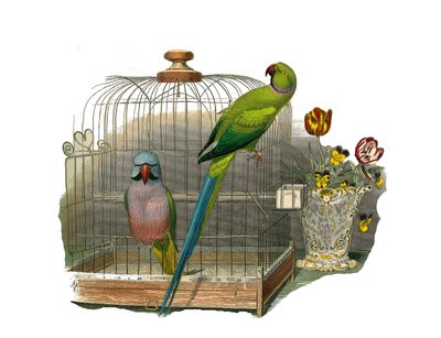 Tavola zoologica rappresentante arrampicatori. Il parrocchetto con i baffi e il parrocchetto con la collana rosa. Illustrazione tratta dai nove volumi sugli uccelli in 