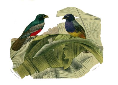 Tavola di storia naturale: Tavola zoologica che rappresenta arrampicatori. Il ventre rosso e il ventre giallo. Tavola tratta dai nove volumi sugli uccelli in "Opere complete di Buffon" scritte dal naturalista Georges Louis Leclerc, Conte di Buffon da Edouard Travies