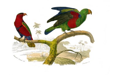 Tavola di storia naturale: Tavola zoologica che rappresenta i rampicanti. Il lori tricolore e il pappagallo verde. Tavola tratta dai nove volumi sugli uccelli in "Opere complete di Buffon" scritte dal naturalista Georges Louis Leclerc, Conte di Buffon (170 da Edouard Travies