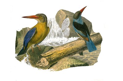 Tavola di storia naturale: Tavola zoologica che rappresenta passeriformi sindattili (con due o più dita unite). Martin pescatore dal becco grande e dalla testa grigia. Tavola tratta dai nove volumi sugli uccelli in "Opere complete di Buffon" scritte dal na da Edouard Travies