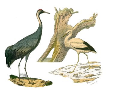 Tavola di storia naturale: Tavola zoologica che rappresenta gli uccelli acquatici e i trampolieri cultrirostrati (con becchi grandi, lunghi e forti): la gru e la cicogna. Tavola tratta dai nove volumi sugli uccelli in "Opere complete di Buffon" scritte dal da Edouard Travies