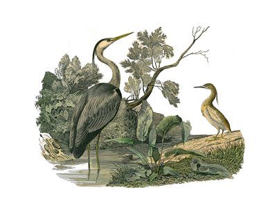 Tavola zoologica rappresentante uccelli acquatici e trampolieri cultrirostri: airone e granchio. Illustrazione tratta dai nove volumi sugli uccelli in 