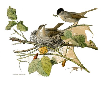 Tavola di storia naturale: Tavola zoologica che rappresenta i passeriformi dentirostrati (con becco incavato). Il falco dalla testa nera (nido e bruco da mangiare). Tavola tratta dai nove volumi sugli uccelli in "Opere complete di Buffon" scritte dal natur da Edouard Travies