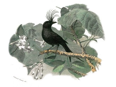 Tavola di storia naturale: Tavola zoologica che rappresenta i passeriformi dentirostrati (con becco incavato). Il drongo. Tavola tratta dai nove volumi sugli uccelli in "Opere complete di Buffon" scritte dal naturalista Georges Louis Leclerc, Conte di Buff da Edouard Travies