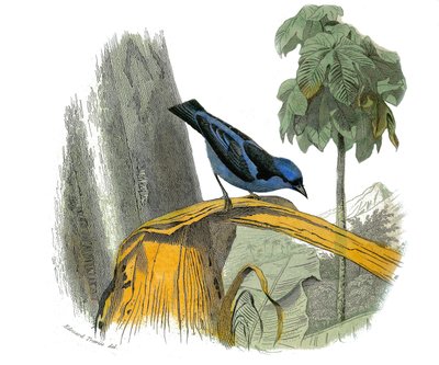 Tavola di storia naturale: Tavola zoologica che rappresenta i passeriformi dentirostrati (con echancre). Il pitpit blu. Tavola tratta dai nove volumi sugli uccelli in 