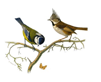 Tavola di storia naturale: Tavola zoologica che rappresenta i passeriformi dentirostrati (con echancre). La mesange blu e la mesange huppee. Tavola tratta dai nove volumi sugli uccelli in 