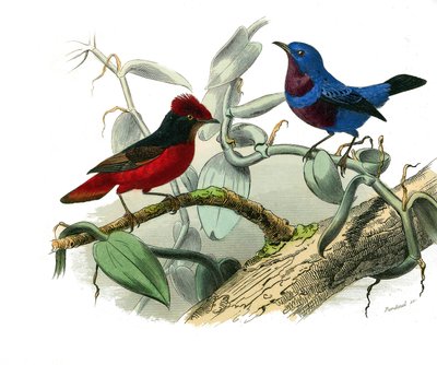 Tavola di storia naturale: Tavola zoologica che rappresenta passeriformi dentirostrous (con echancre). L