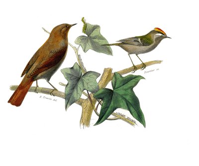 Tavola zoologica rappresentante passeriformi dentirostri. L