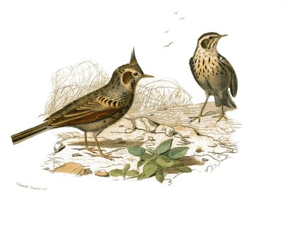 Tavola di Storia Naturale: Tavola zoologica che rappresenta passeriformi dentirostri (con echancre). Il cochevis e l