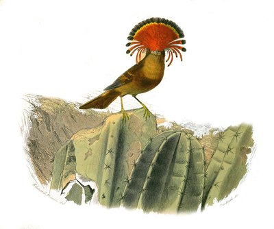 Tavola di storia naturale: Tavola zoologica che rappresenta passeriformi dentirostri (con becco seghettato). Re delle mosche. Tavola tratta dai nove volumi sugli uccelli in "Opere complete di Buffon" scritte dal naturalista Georges Louis Leclerc, conte di  da Edouard Travies