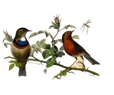 Tavola di storia naturale: Tavola zoologica che rappresenta passeriformi dentirostrous da Edouard Travies