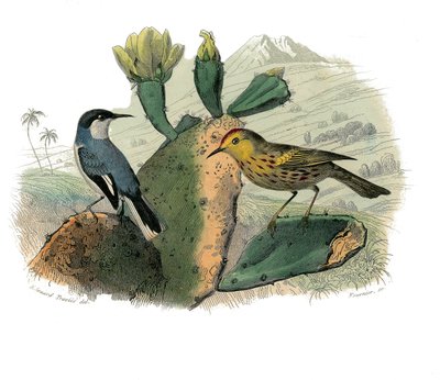 Storia naturale: Tavola zoologica rappresentante passeriformi dentirostri da Edouard Travies