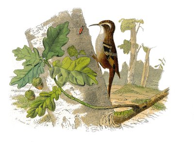 Storia naturale: Tavola zoologica rappresentante passeriformi dentirostri da Edouard Travies