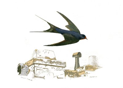Tavola di storia naturale: Tavola zoologica che rappresenta passeriformi fissirostrous da Edouard Travies