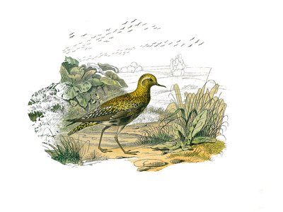 Tavola zoologica rappresentante trampolieri longirostri: piviere dorato. Illustrazione tratta dai nove volumi sugli uccelli in 