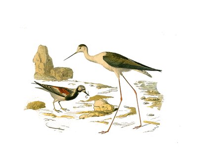 Tavola di storia naturale: Tavola zoologica che rappresenta i trampolieri longirostrati (con becco lungo e sottile): il voltapietre e il gambecchio. Tavola tratta dai nove volumi sugli uccelli in "Opere complete di Buffon" scritte dal naturalista Georges L da Edouard Travies