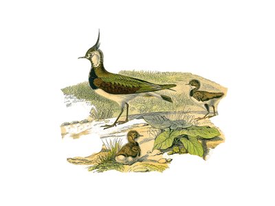 Tavola di storia naturale: Tavola zoologica che rappresenta i trampolieri longirostrati (con becchi lunghi e sottili): l