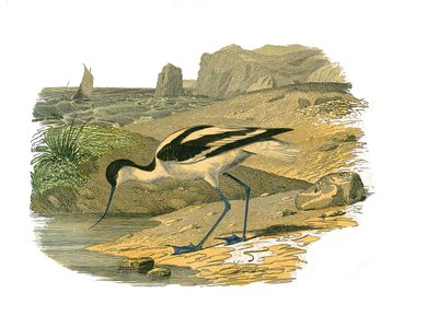 Tavola di storia naturale: tavola zoologica rappresentante trampolieri longirostri da Edouard Travies
