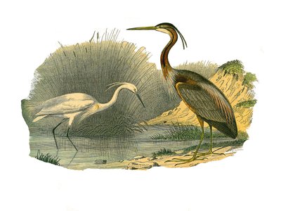 Tavola di storia naturale: Tavola zoologica che rappresenta gli uccelli acquatici e i trampolieri cultrirostrati (con becchi grandi, lunghi e forti): l