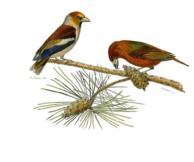 Tavola di storia naturale: Tavola zoologica che rappresenta i passeriformi conirostrati (becco conico). Il grosbeak e il crociere. Tavola tratta dai nove volumi sugli uccelli in "Opere complete di Buffon" scritte dal naturalista Georges Louis Leclerc, Cont da Edouard Travies