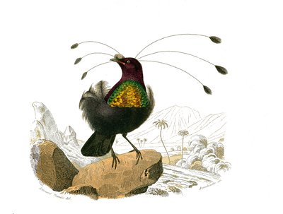 Tavola di storia naturale: Tavola zoologica che rappresenta i passeriformi conirostrati (becco conico). Il sifilet. Tavola tratta dai nove volumi sugli uccelli in "Opere complete di Buffon" scritte dal naturalista Georges Louis Leclerc, Conte di Buffon (17 da Edouard Travies