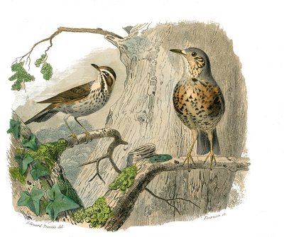 Tavola di storia naturale: Tavola zoologica che rappresenta passeriformi con becco conico. Il maledetto e gli scarichi. Tavola tratta dai nove volumi sugli uccelli in "Opere complete di Buffon" scritte dal naturalista Georges Louis Leclerc, Conte di Buffon da Edouard Travies