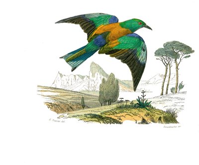 Tavola di storia naturale: Tavola zoologica che rappresenta passeriformi con becco conico. Il Rollier d