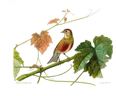 Tavola di storia naturale: Tavola zoologica che rappresenta i passeriformi conirostrati (becco conico). La linotte. Tavola tratta dai nove volumi sugli uccelli in 