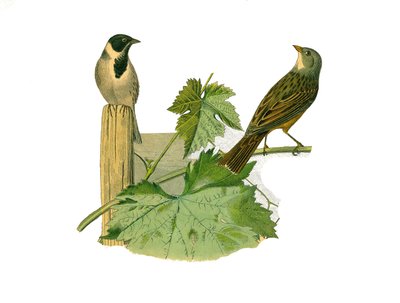 Tavola di storia naturale: Tavola zoologica che rappresenta i passeriformi conirostrati (becco conico). Ortolano di canna e ortolano. Tavola tratta dai nove volumi sugli uccelli in 