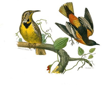 Tavola di storia naturale: Tavola zoologica che rappresenta passeriformi con becco conico. Lo storno della Louisiana e il Baltimore. Tavola tratta dai nove volumi sugli uccelli in "Opere complete di Buffon" scritte dal naturalista Georges Louis Leclerc, Co da Edouard Travies
