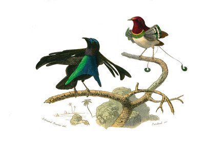 Tavola zoologica rappresentante passeriformi conirostri. Il manucode nero e il manucode. Illustrazione tratta dai nove volumi sugli uccelli in 