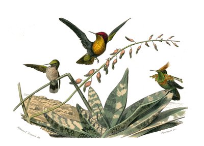 Tavola zoologica rappresentante passeriformi conirostri. L