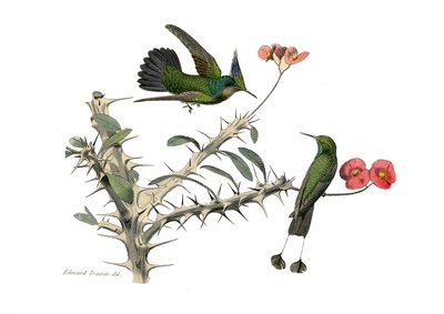 Tavola zoologica rappresentante passeriformi conirostri. L