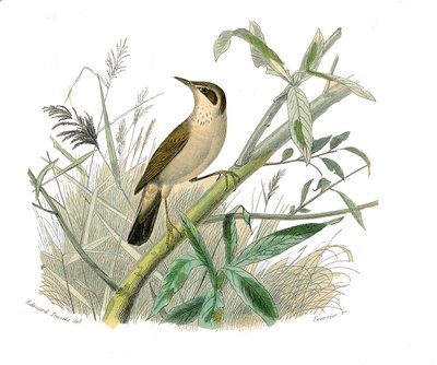 Tavola di storia naturale: Tavola zoologica che rappresenta passeriformi con becco conico. Il cardellino. Tavola tratta dai nove volumi sugli uccelli in "Opere complete di Buffon" scritte dal naturalista Georges Louis Leclerc, Conte di Buffon (1707-1788) da Edouard Travies