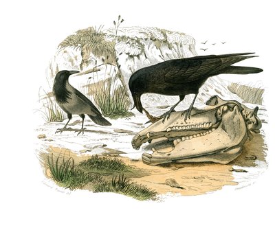 Tavola di storia naturale: Tavola zoologica che rappresenta passeriformi con becco conico. Il corvo. Tavola tratta dai nove volumi sugli uccelli in "Opere complete di Buffon" scritte dal naturalista Georges Louis Leclerc, Conte di Buffon (1707-1788) da Edouard Travies