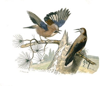 Tavola di storia naturale: Tavola zoologica che rappresenta passeriformi conirostri (becco conico). Ghiandaia e nocciolaia. Tavola tratta dai nove volumi sugli uccelli in “Opere complete di Buffon” scritte dal naturalista Georges Louis Leclerc, Conte di Bu da Edouard Travies
