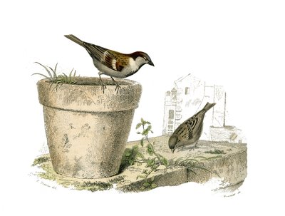 Tavola di storia naturale: Tavola zoologica che rappresenta passeriformi conirostri (becco conico). I passeri. Tavola tratta dai nove volumi sugli uccelli in “Opere complete di Buffon” scritte dal naturalista Georges Louis Leclerc, Conte di Buffon (1707-17 da Edouard Travies