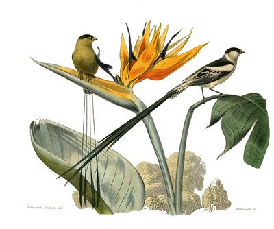 Tavola di storia naturale: Tavola zoologica che rappresenta passeriformi conirostrous da Edouard Travies