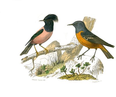 Storia naturale: Tavola zoologica rappresentante passeriformi conirostri da Edouard Travies
