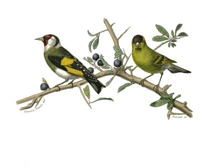 Tavola di storia naturale: tavola zoologica che rappresenta passeriformi conirostrati da Edouard Travies
